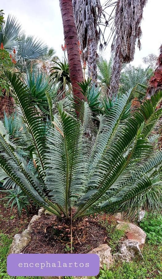 Encephalartos tegulaneus — search result for 'Kenya'
