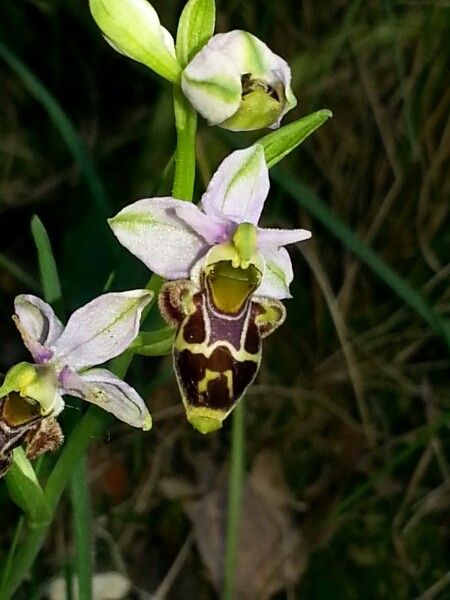 Ophrys picta — houseplant care guide