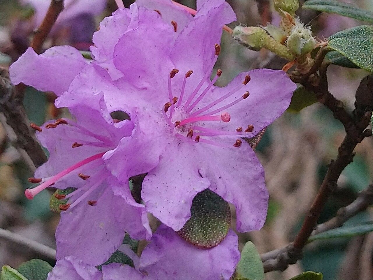 Rhododendron calostrotum flower