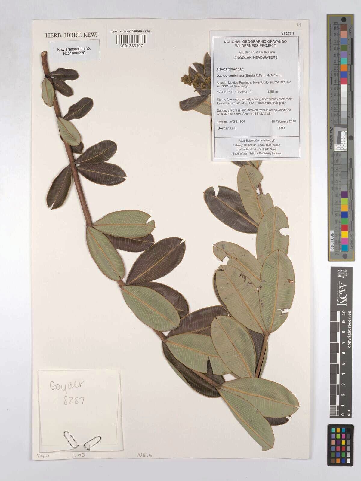 Ozoroa verticillata — search result for 'Ozoroa'