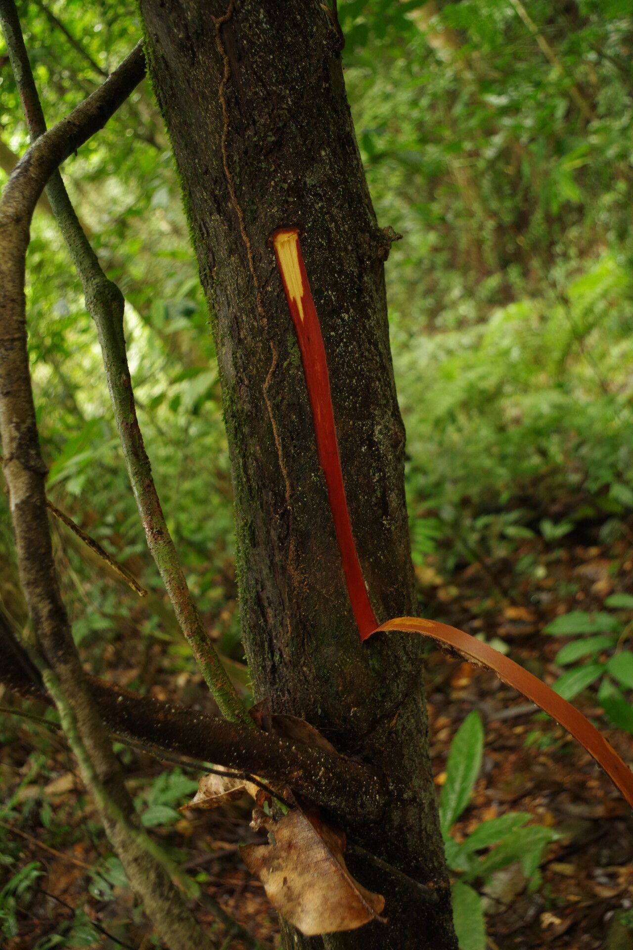 Piptostigma macranthum bark