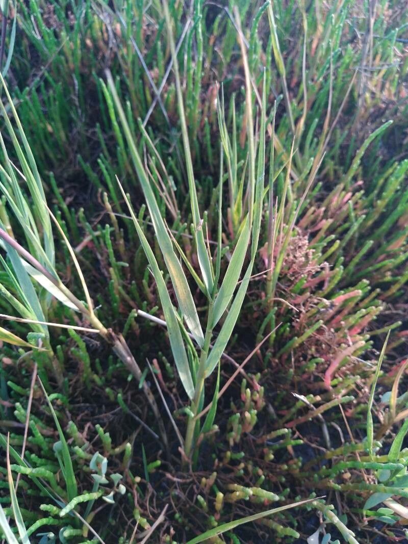 Spartina maritima leaf