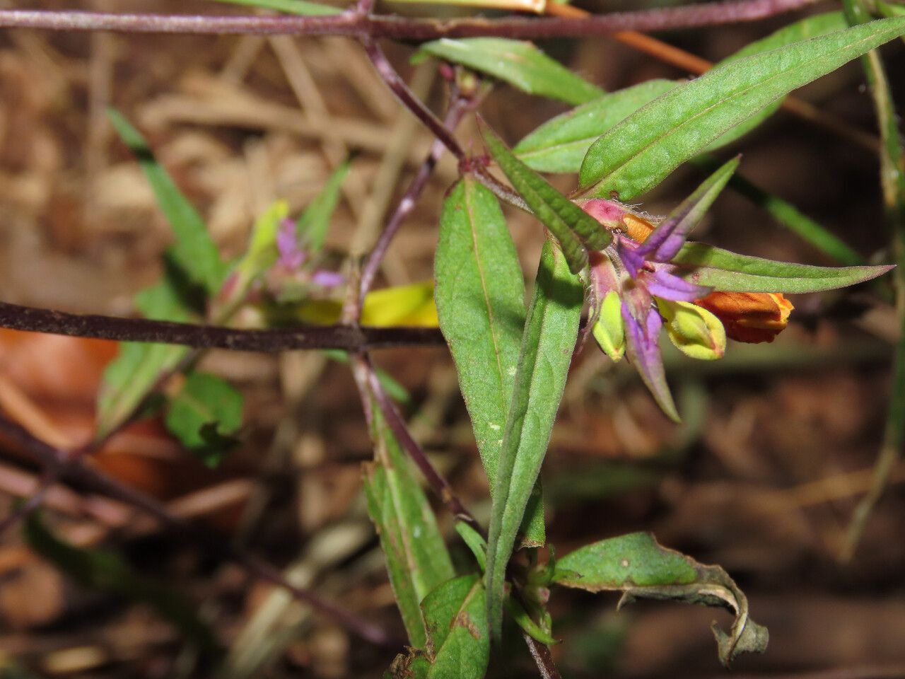 Melampyrum italicum flower