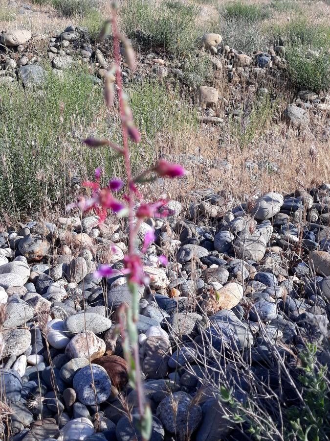 Streptanthus glandulosus flower