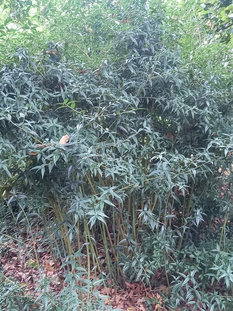 Helwingia himalaica habit