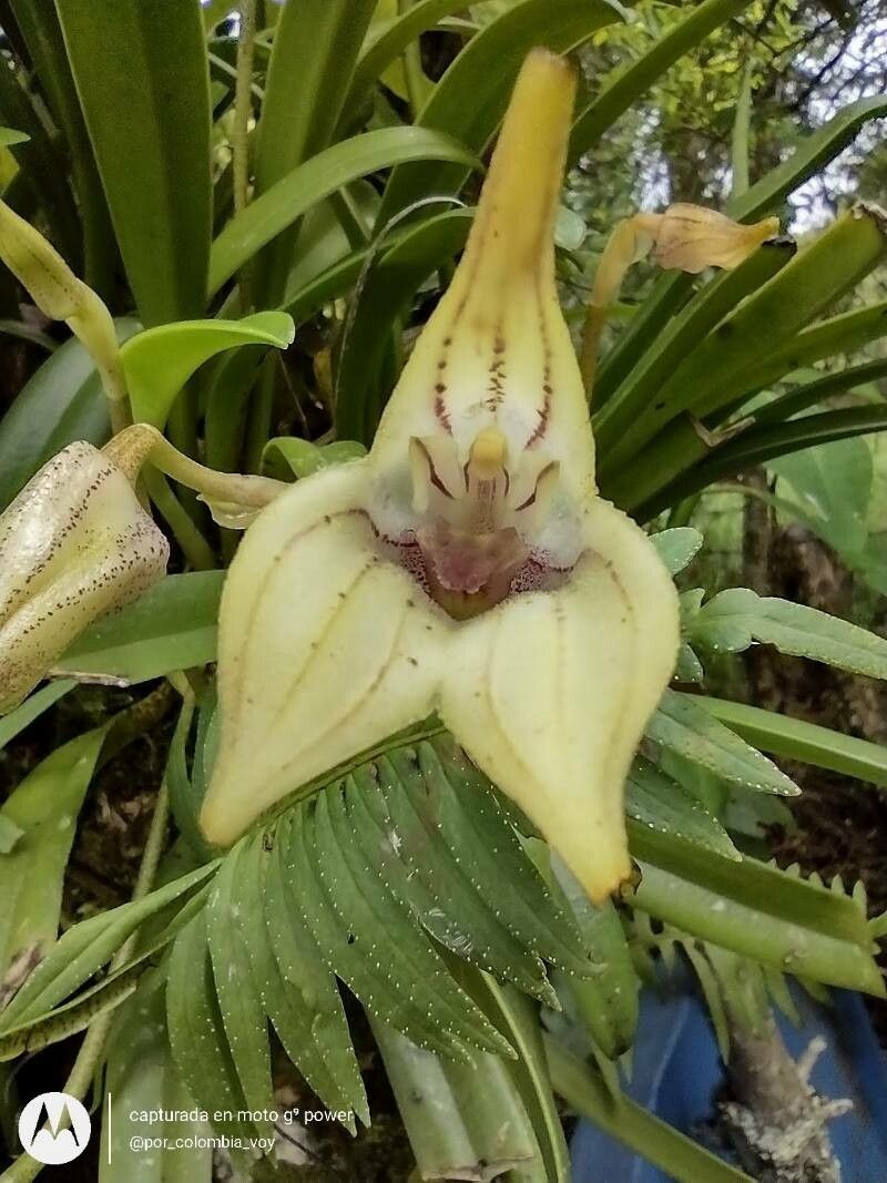 Masdevallia coriacea flower