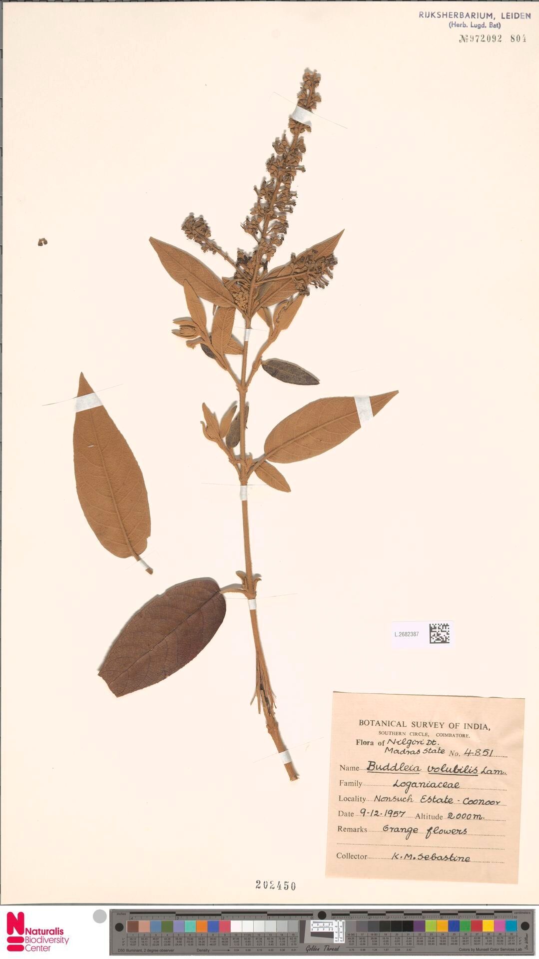 Buddleja volubilis — search result for 'Buddleja'
