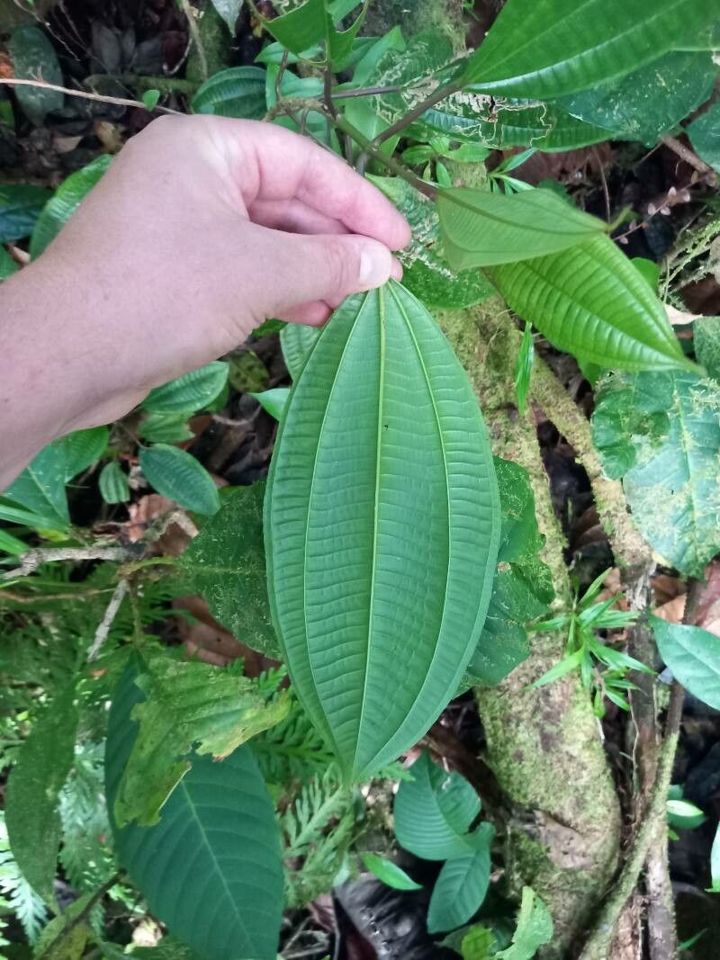 Miconia cooperi leaf