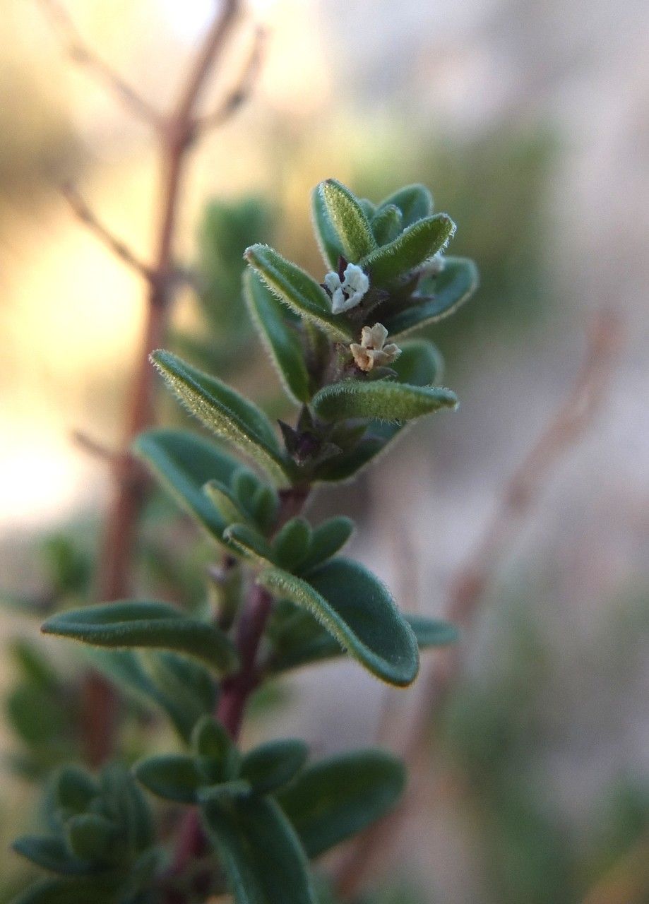 Clinopodium gilliesii flower