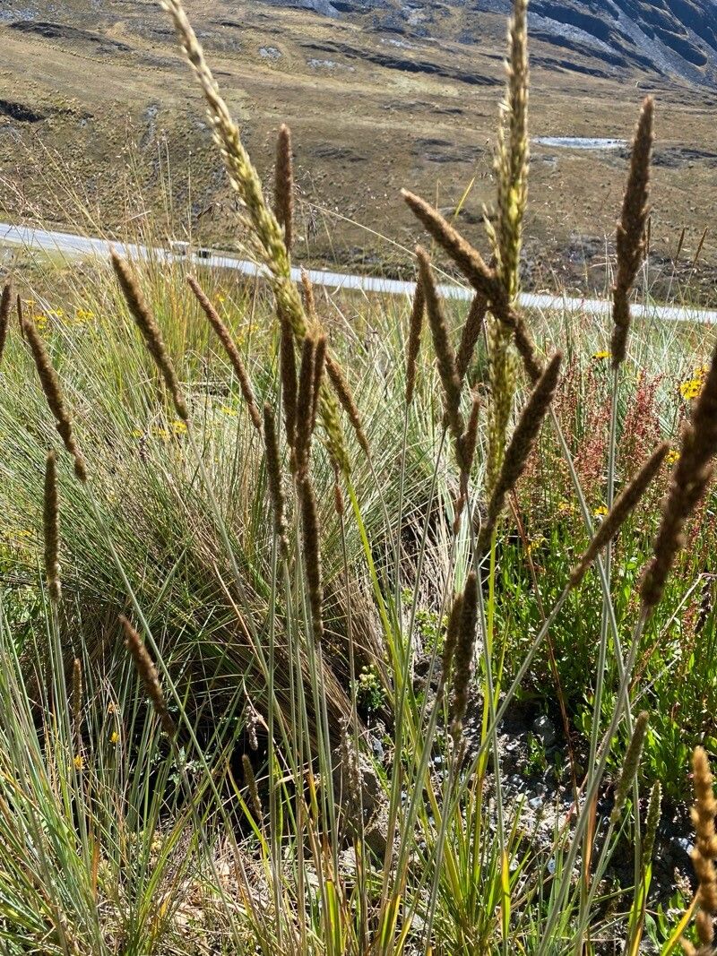 Cinnagrostis rigida — houseplant care guide