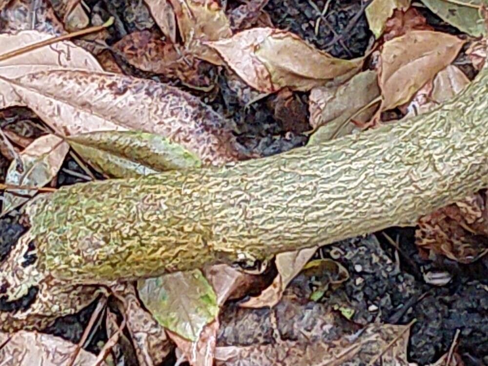 Hibiscus clayii bark