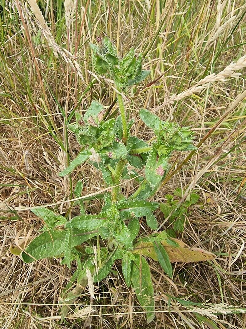 Picris echioides leaf