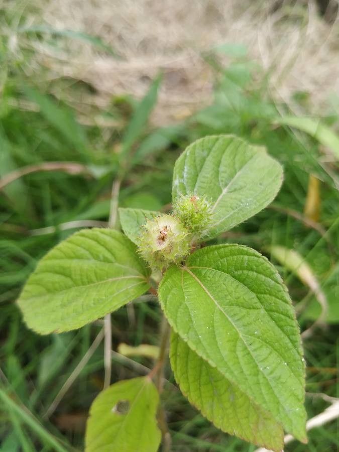 Acalypha aristata fruit