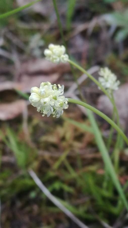 Tofieldia pusilla flower