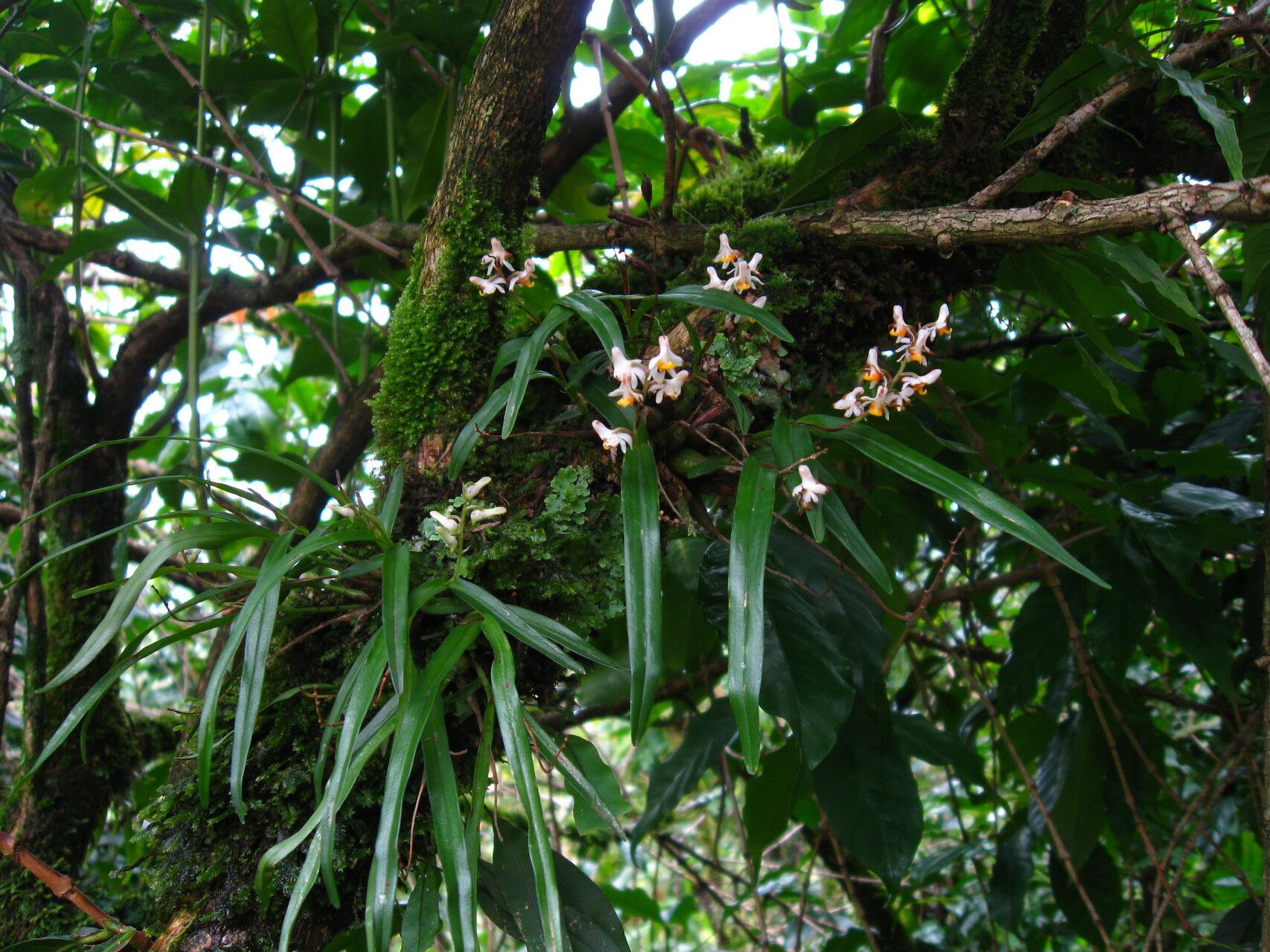 Polystachya alpina habit