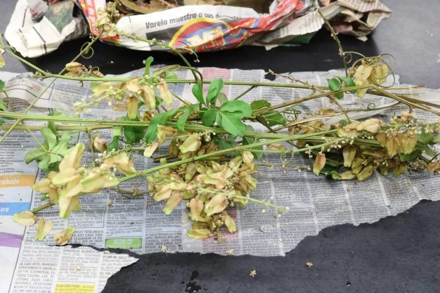 Serjania mexicana flower