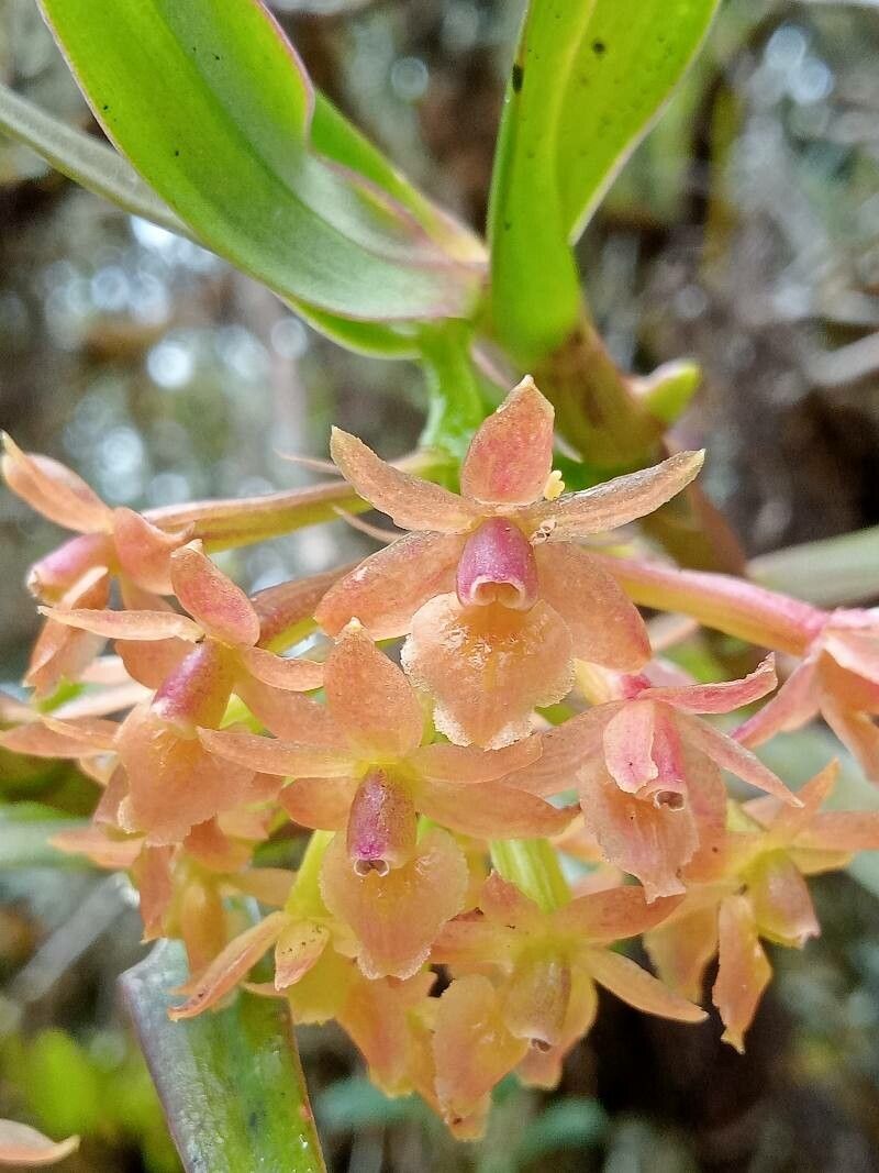 Epidendrum oxysepalum flower
