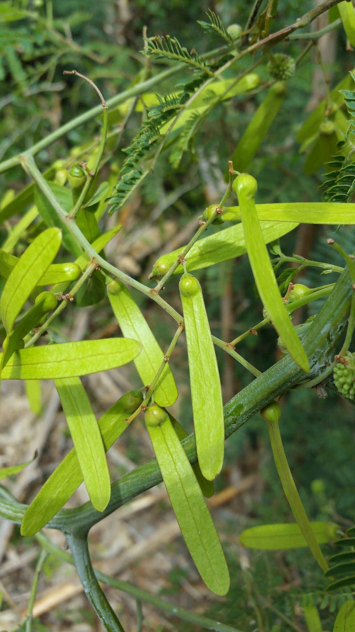 Ventilago leptadenia — search result for 'Leptadenia'