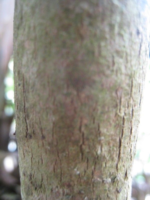 Coffea mauritiana bark
