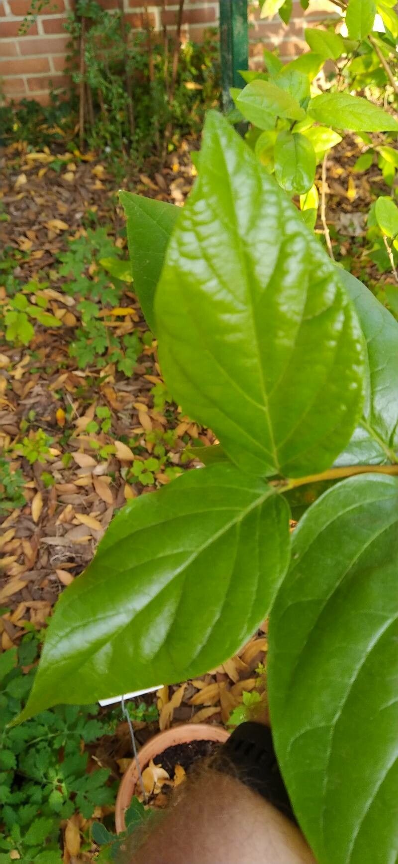 Calycanthus occidentalis leaf