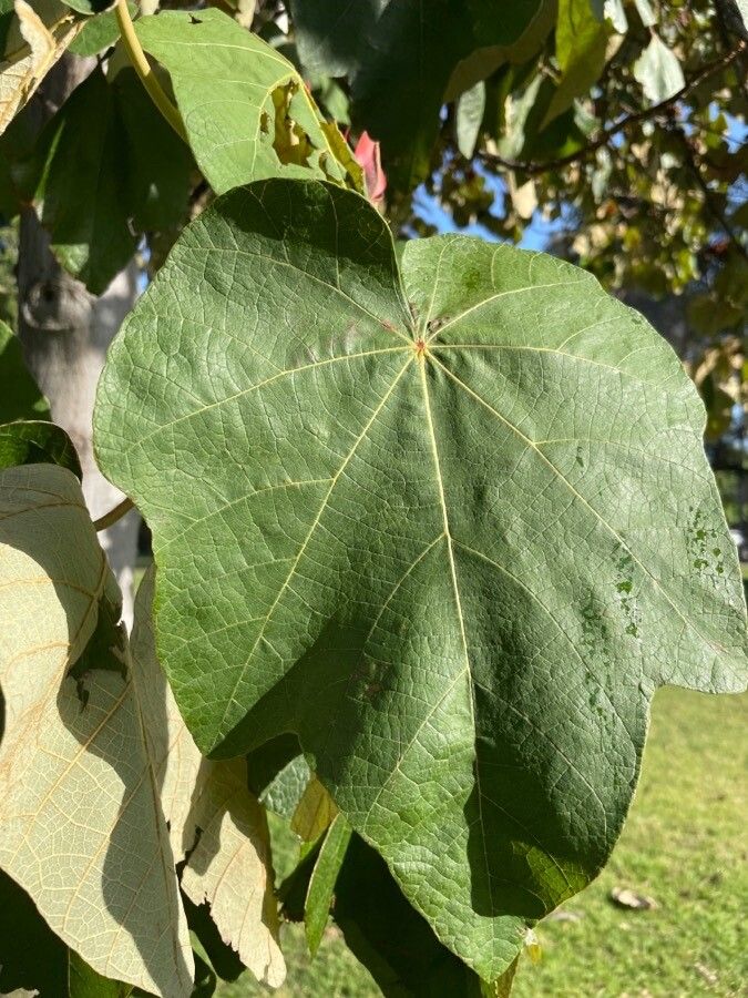 Chiranthodendron pentadactylon — houseplant care guide
