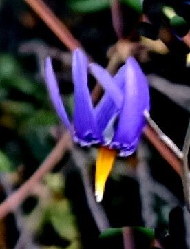Conanthera campanulata — related species from the same genus