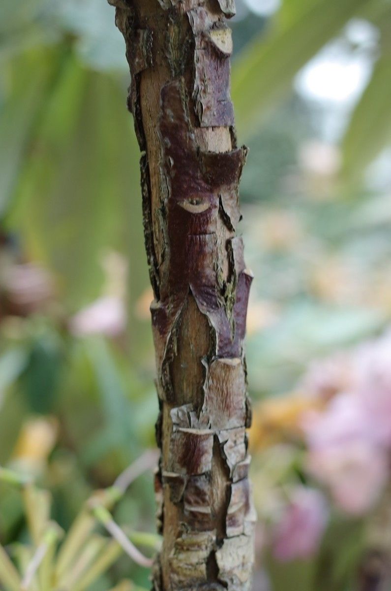 Rhododendron uvariifolium bark