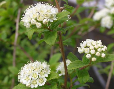 Spiraea pubescens flower