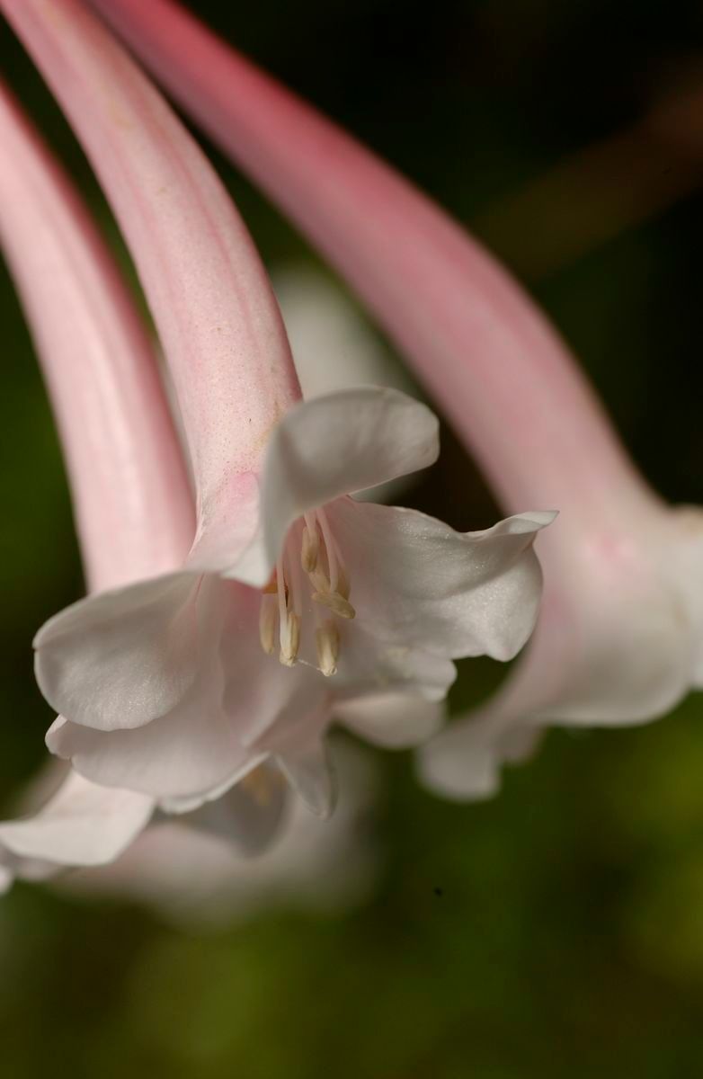 Rhododendron solitarium flower