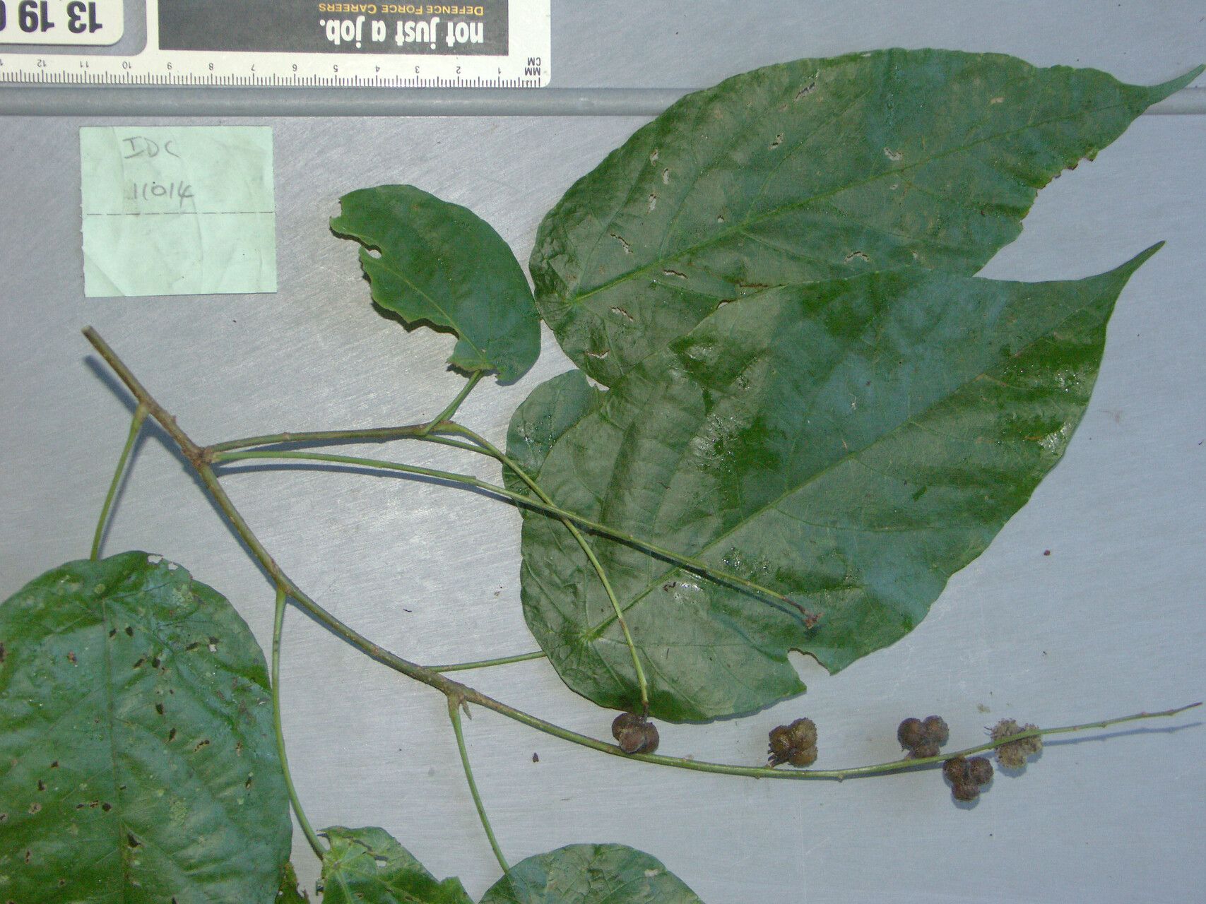 Mallotus peltatus — search result for 'Mallotus'