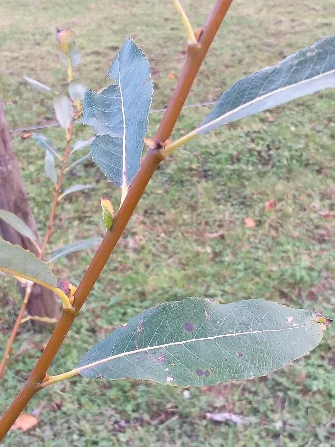 Salix prolixa leaf