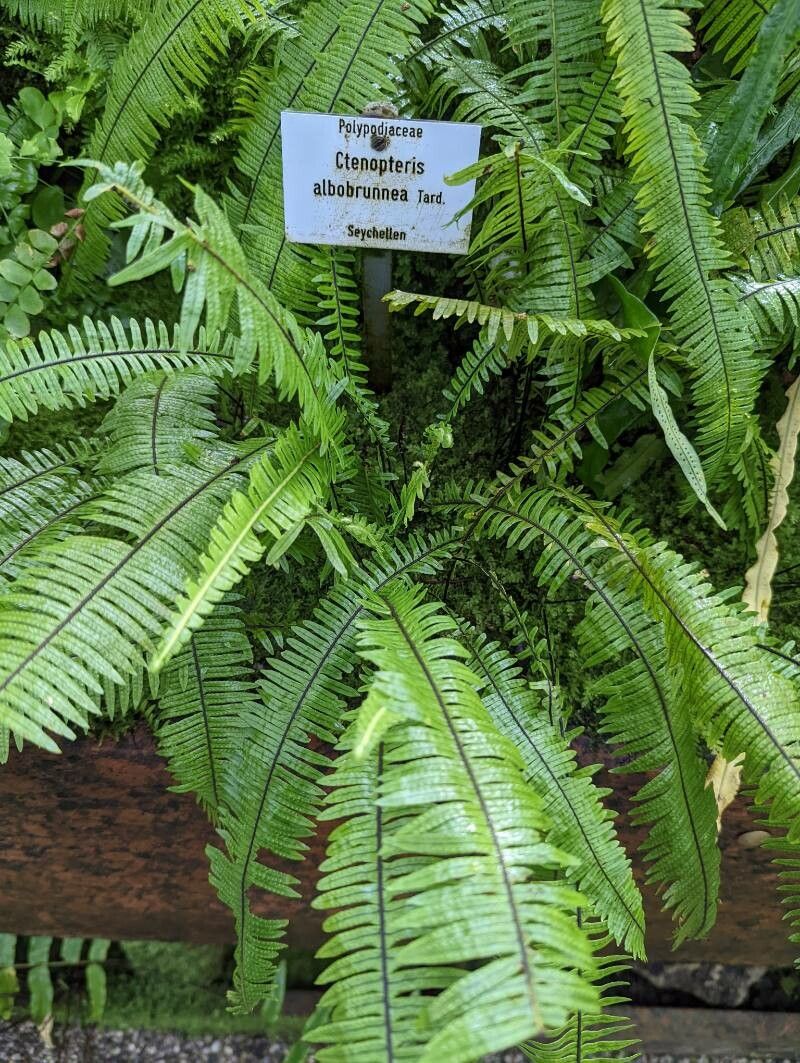 Ceradenia sechellarum leaf