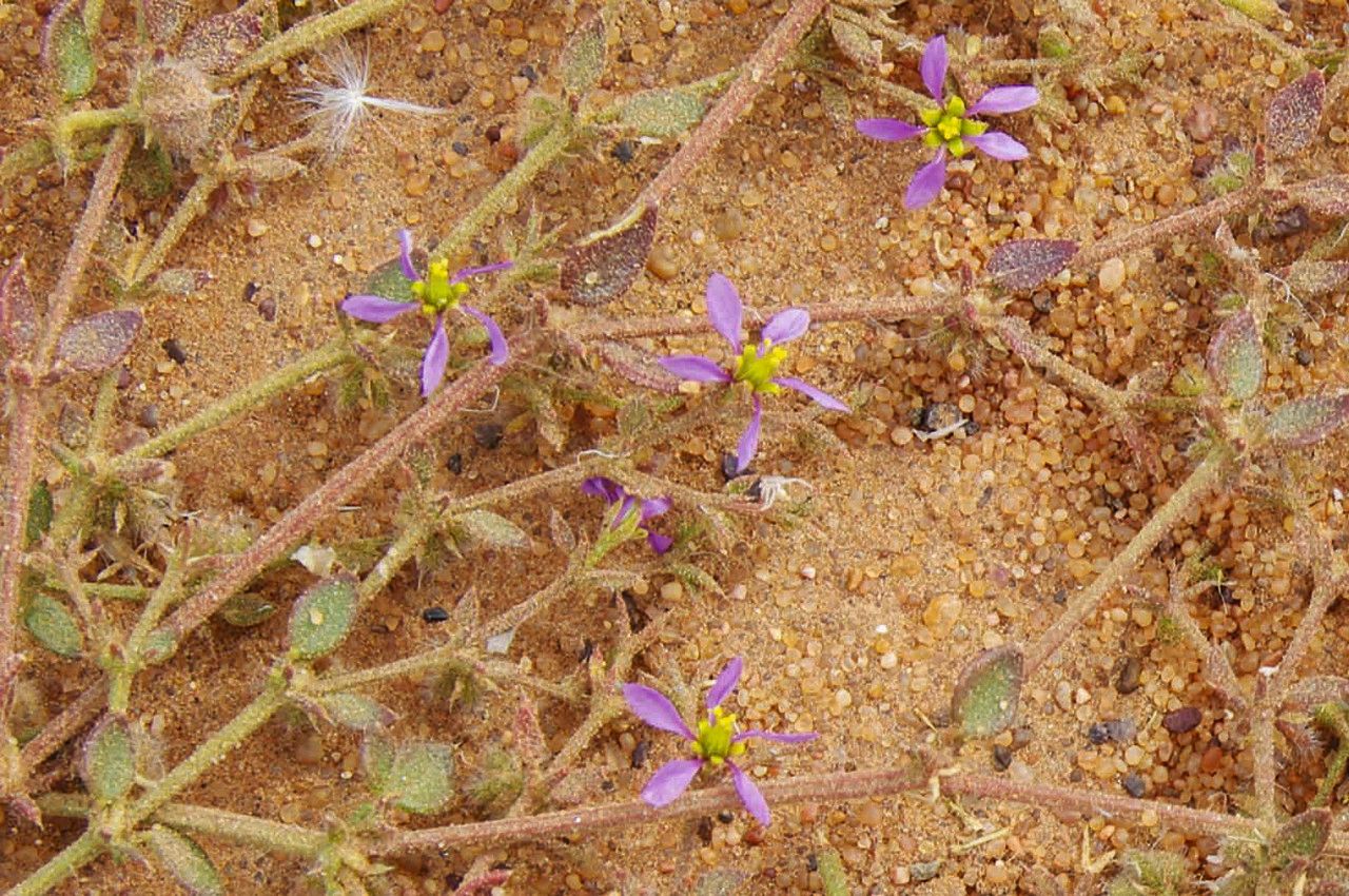 Fagonia glutinosa flower