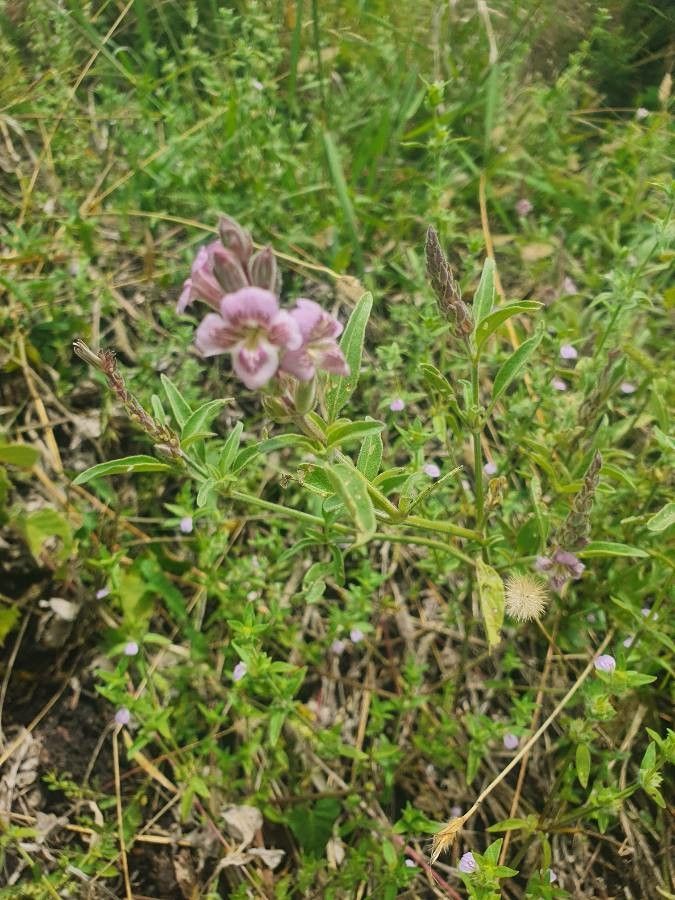 Asystasia riparia habit