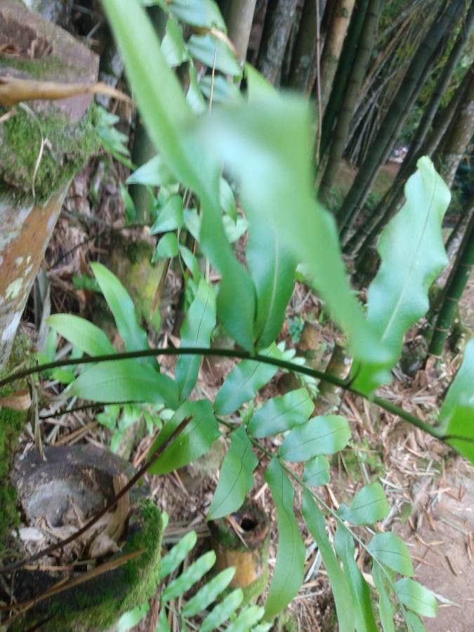 Phanerophlebia umbonata bark