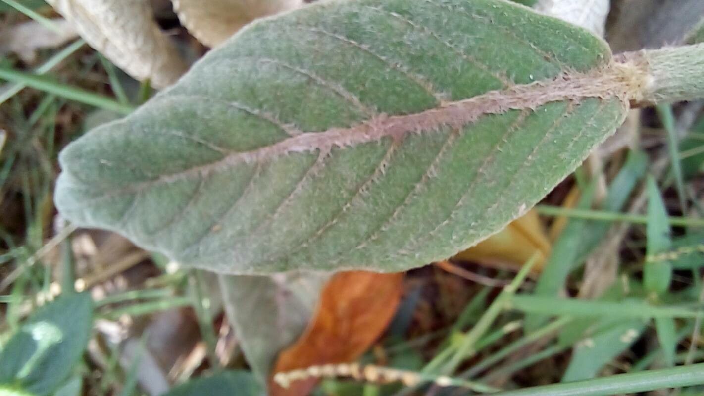 Justicia chrysotrichoma — houseplant care guide