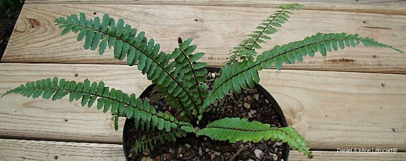 Asplenium pseudotenerum habit
