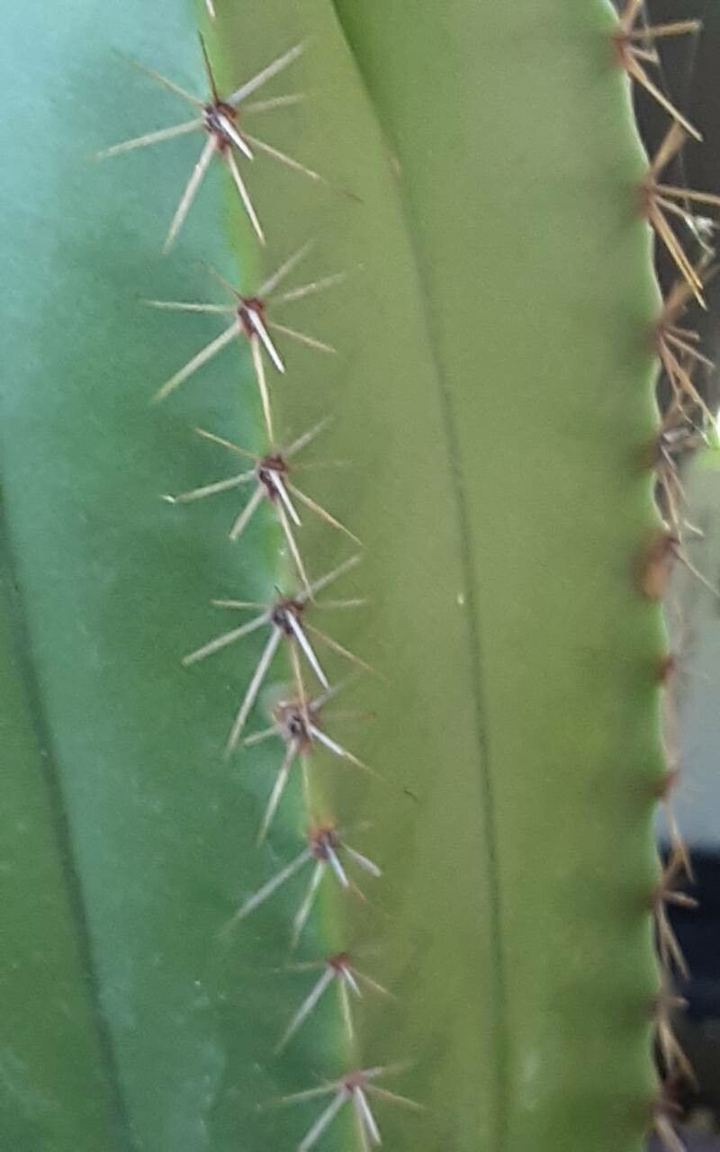 Myrtillocactus schenckii — related species from the same genus