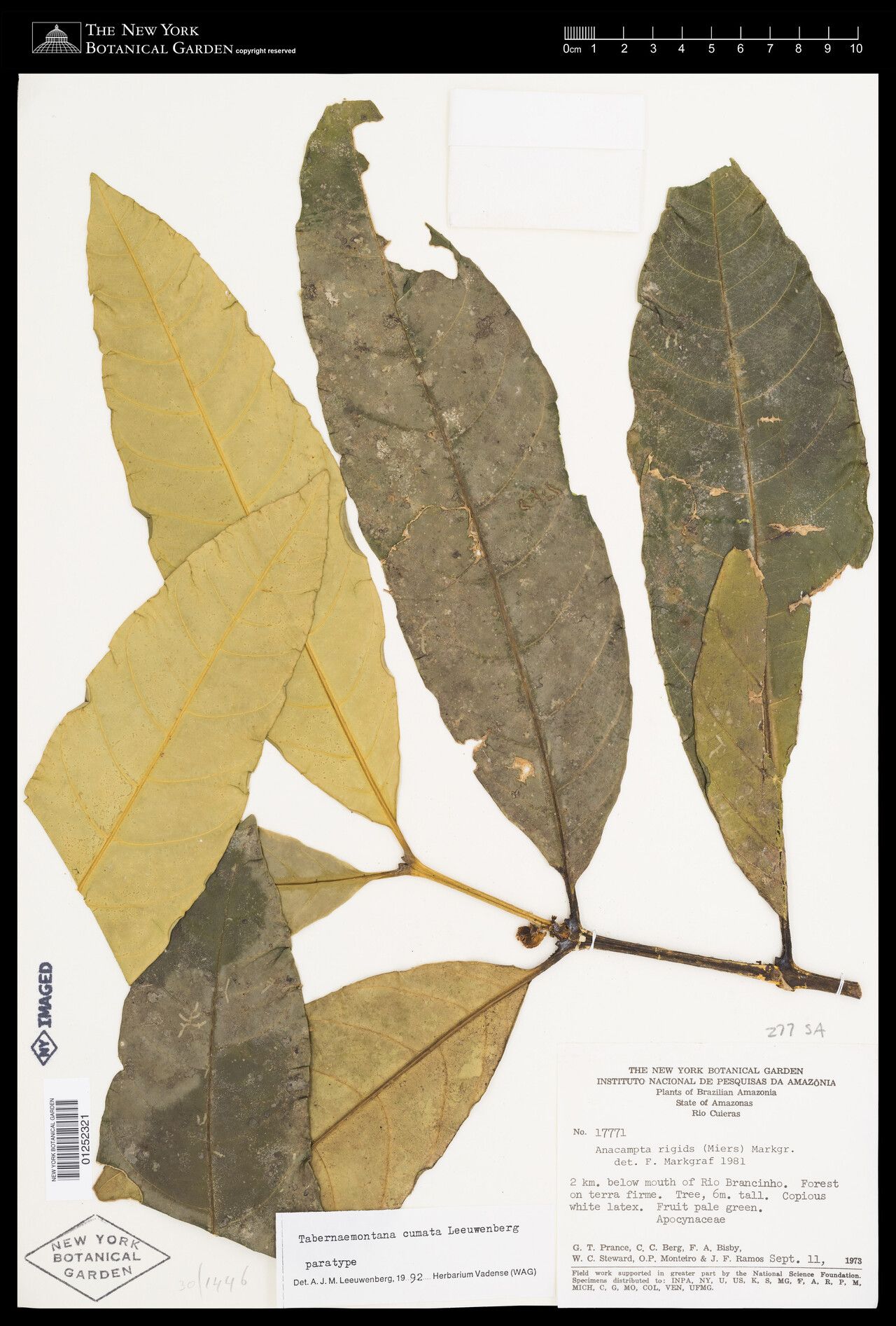 Tabernaemontana cumata — search result for 'Tabernaemontana'