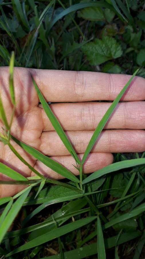 Lathyrus palustris — search result for 'Lathyrus'