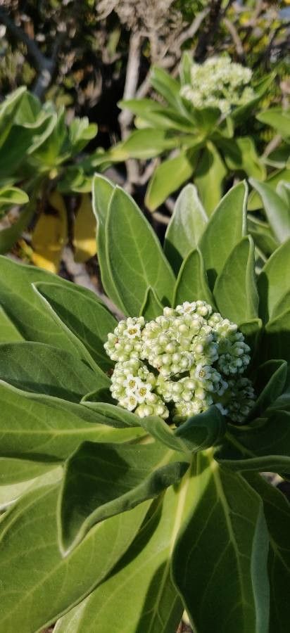 Heliotropium foertherianum flower