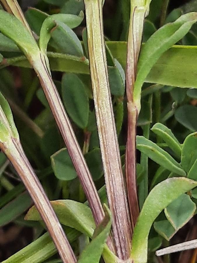 Gentiana nivalis bark