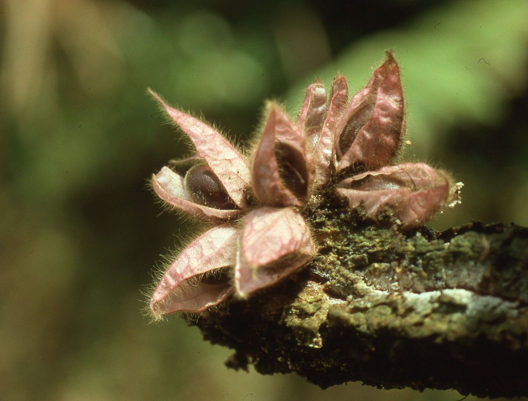 Mendoncia phytocrenoides — houseplant care guide