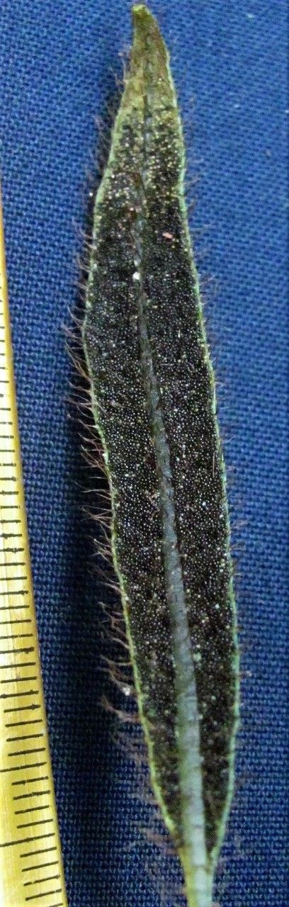 Elaphoglossum lanceiforme other