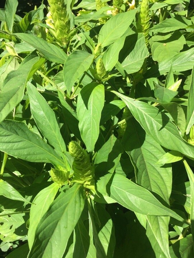 Barleria oenotheroides leaf