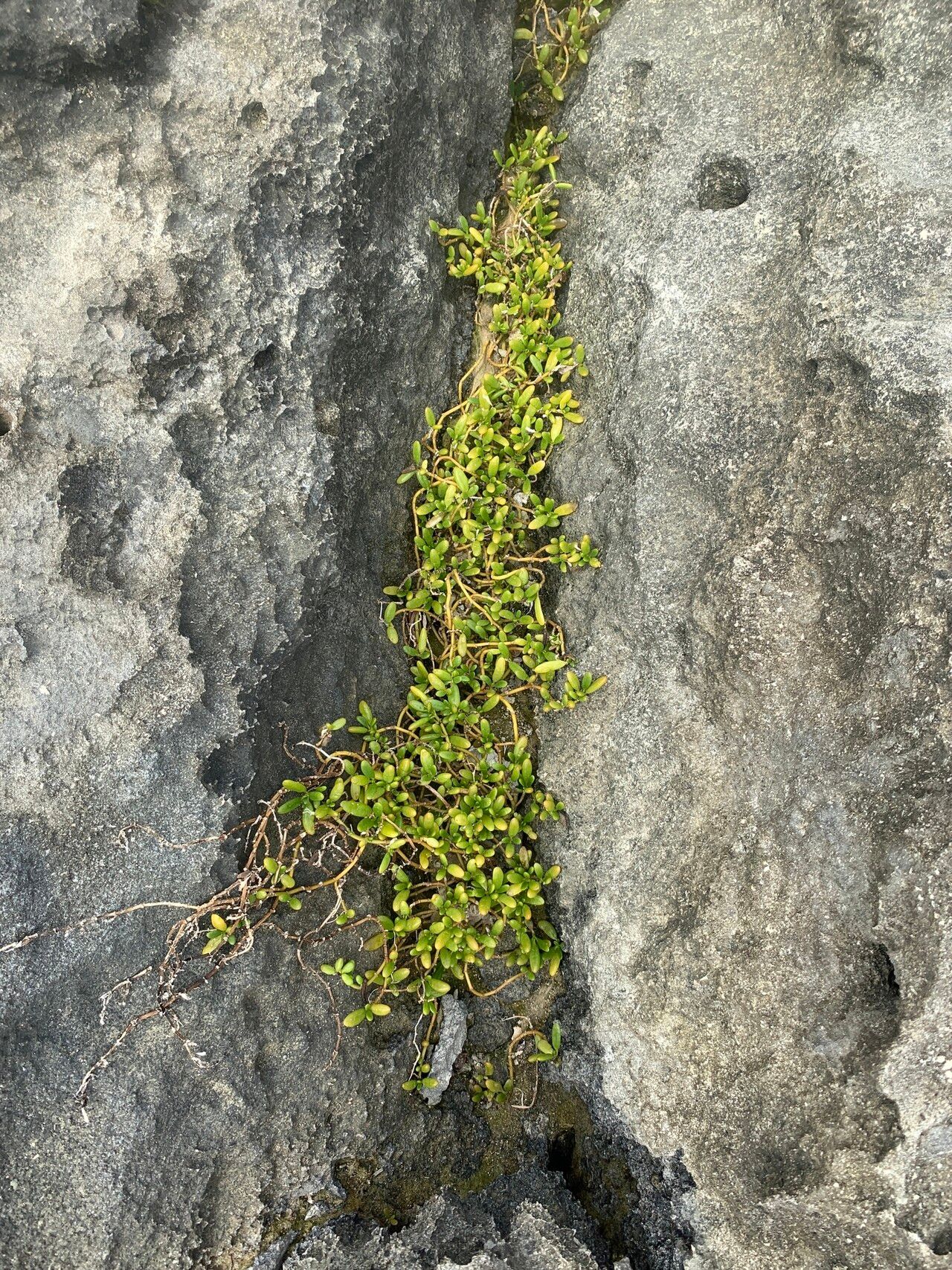 Sesuvium ayresii habit