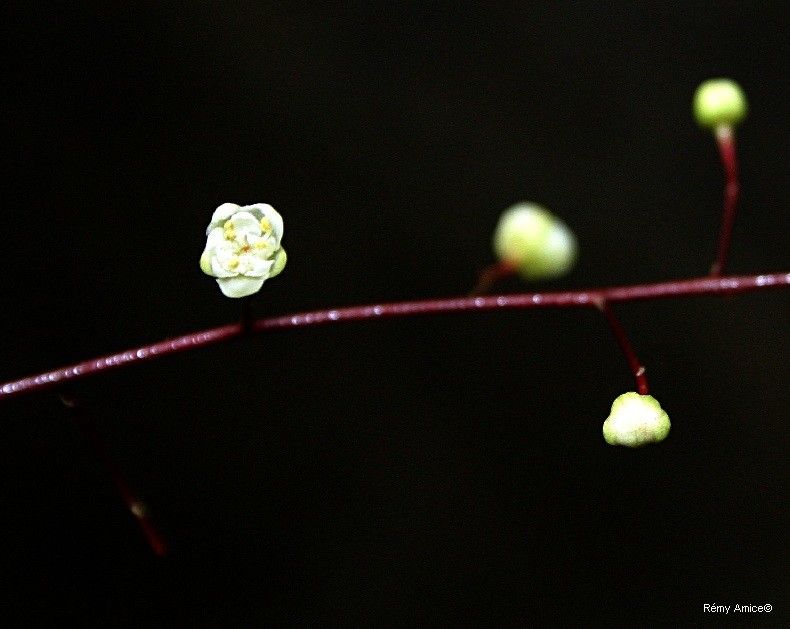 Cupaniopsis glabra — search result for 'Cupaniopsis'