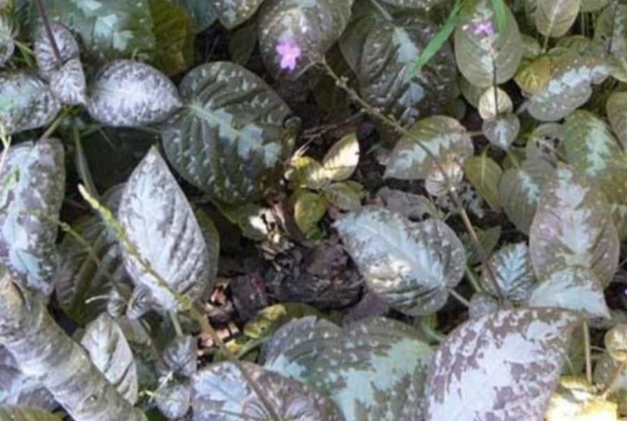 Pseuderanthemum alatum leaf