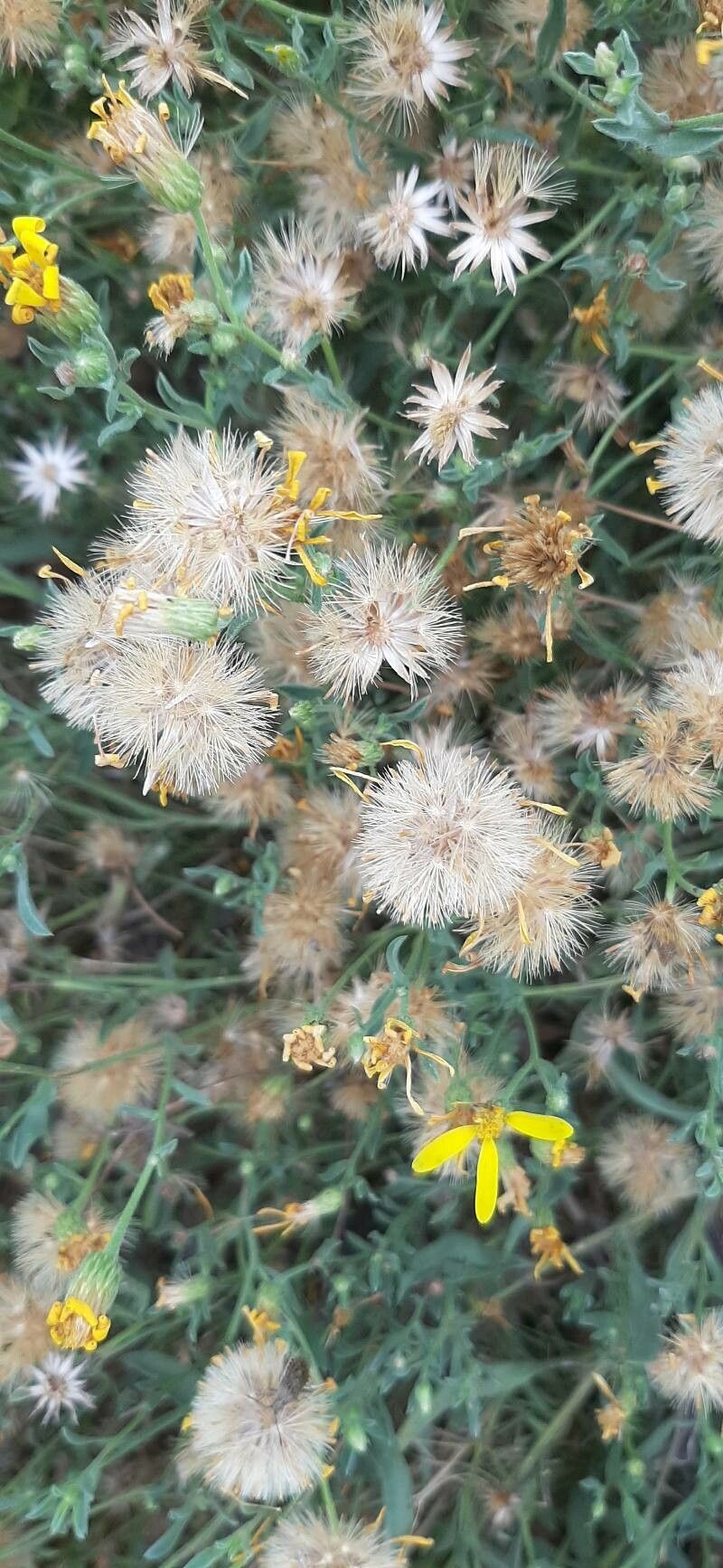 Penstemon pinifolius fruit
