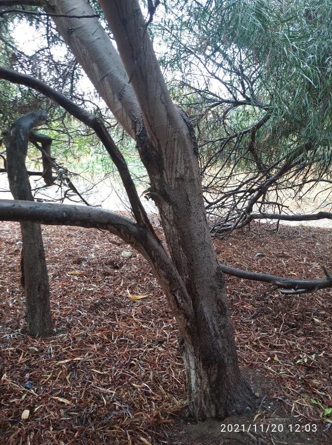 Acacia retinodes bark